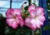 Цветок адениум – красивоцветущий кустарник из пустыни Уход за Адениумом в домашних условиях