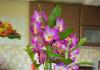 Комнатная орхидея: как ухаживать