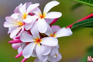 Плюмерия (франжипани) — уход в домашних условиях за цветущим деревом Домашнее размножение плюмерии