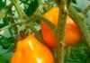 Сорта желтых помидор — описание
