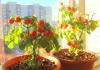 Как правильно выращивать помидоры балконное чудо?