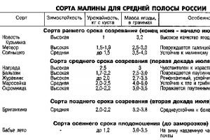 Почему не плодоносит малина Малина плохо плодоносит что делать